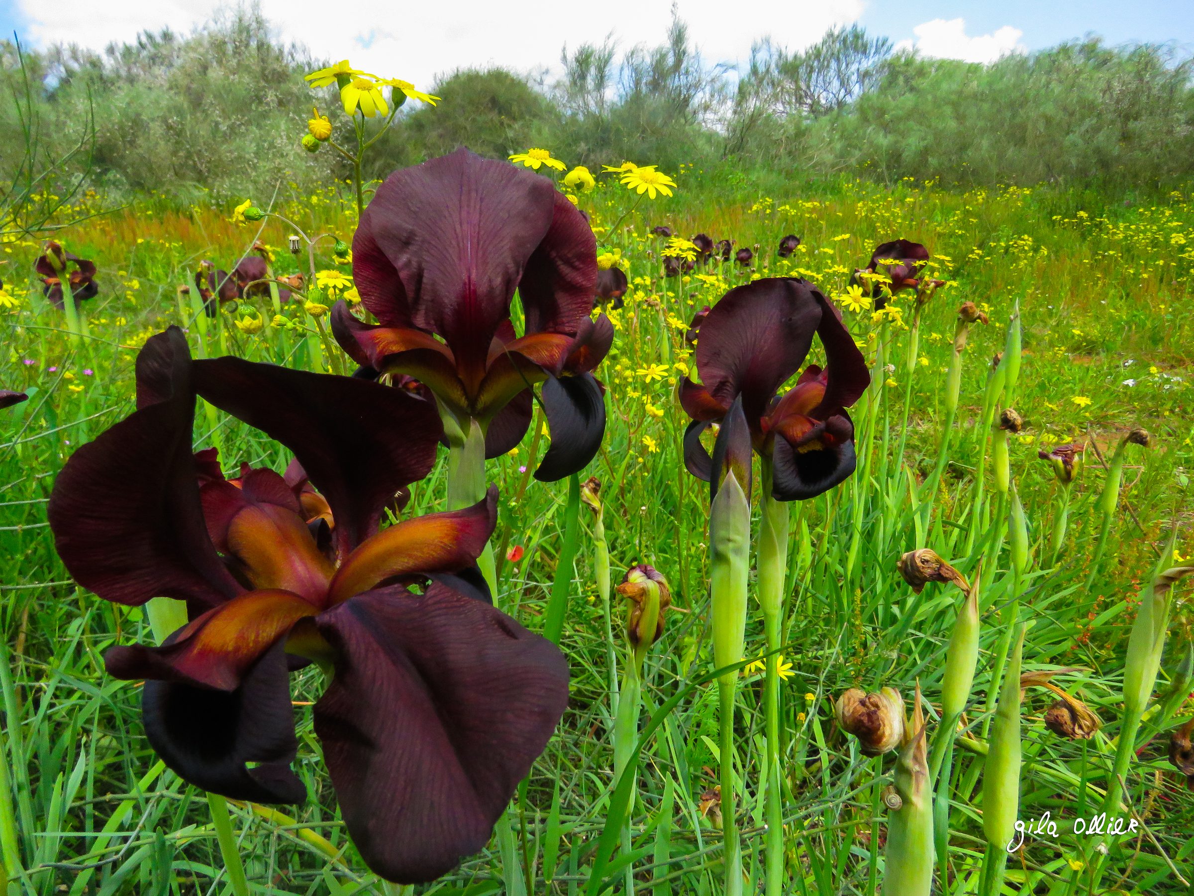 עוד מאקרו